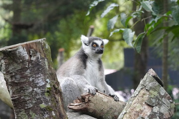 Obraz premium Lemurs are a diverse group of primates endemic to the island of Madagascar and the nearby Comoros Islands. They are known for their unique and often charismatic appearances|狐猴