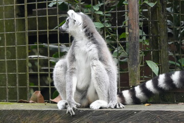 Lemurs are a diverse group of primates endemic to the island of Madagascar and the nearby Comoros Islands. They are known for their unique and often charismatic appearances|狐猴