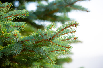 Fir branches close-up. Coniferous trees in the forest. Winter Christmas background. Christmas background, beautiful nature
