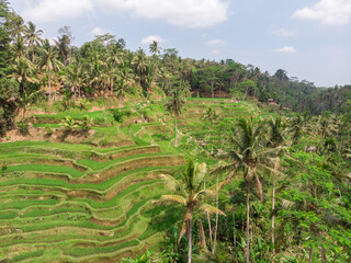 Fototapeta na wymiar Ceking Rice Terrace in Bali, Indonesia. Rice Fields in Background. Drone Point of View