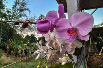 Close-up. Nature concept. Beautiful of pink purple orchid flower and green leaves with blurred grey...