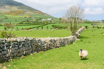 Traditional dry stone walls, common around the Mourne Mountains, Northern Ireland.
