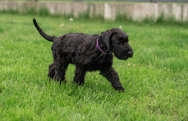 Young Black Riesenschnauzer or Giant Schnauzer dog on the grass.