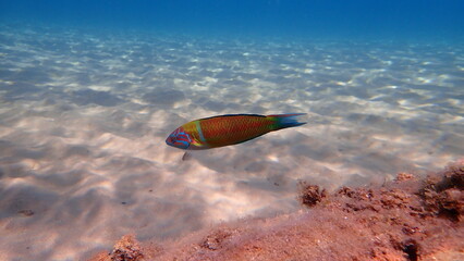 Ornate wrasse (Thalassoma pavo) undersea, Aegean Sea, Greece, Halkidiki