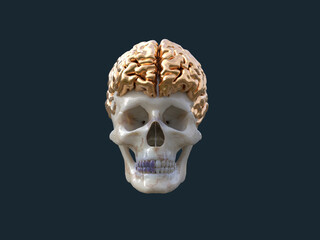skull with golden brain