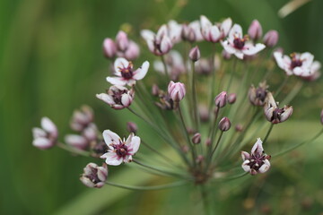 butomus umbellatus flowers in the garden pond