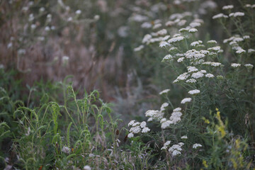 Pattern of wild white flowers on the meadow in summer. Copy space