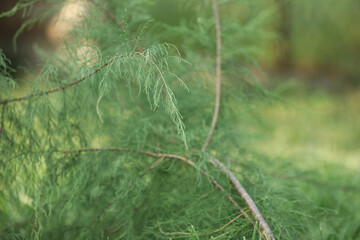 Pattern of green grass and branches in summer garden with copy space