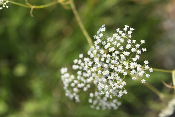 Pattern of wild white flowers on the meadow in summer. Copy space
