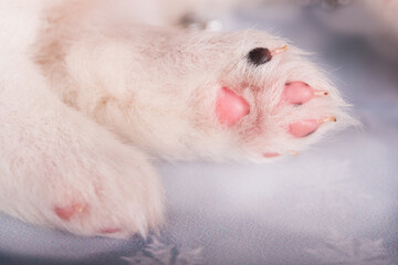 Puppy paw. White fluffy small Samoyed puppy dog