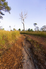 Jungle walks and tracks native rainforest with its diverse and natural habitat for plants and...