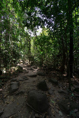 Jungle walks and tracks native rainforest with its diverse and natural habitat for plants and...