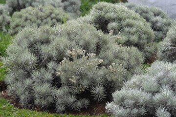 Crossostephium chinense, commonly known as Chinese aster or Japanese chrysanthemum, is a species of flowering plant in the Asteraceae family. |Seremban|芙蓉菊