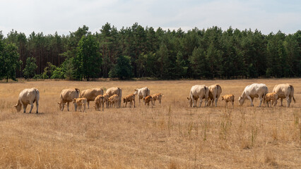 A herd of beige blond cows in Aquitaine. Everyone stands backwards and eats grass in the meadow...