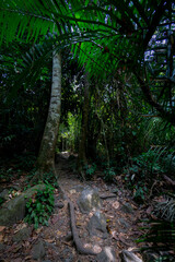 Jungle walks and tracks native rainforest with its diverse and natural habitat for plants and...