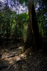 Jungle walks and tracks native rainforest with its diverse and natural habitat for plants and...
