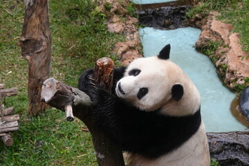 The Giant Panda (Ailuropoda melanoleuca) is a distinctive and beloved bear species native to China,...