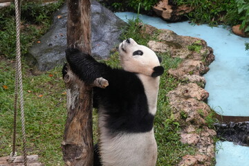 Obraz premium The Giant Panda (Ailuropoda melanoleuca) is a distinctive and beloved bear species native to China, known for its distinctive black-and-white fur and bamboo-based diet. |大熊貓|貓熊|