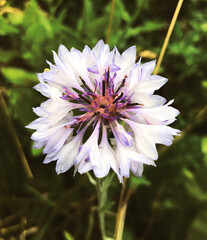 pink and white flower