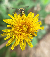 bee on flower