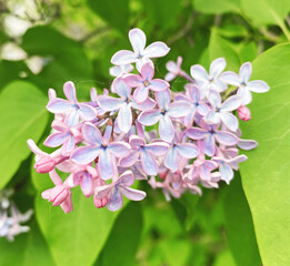 pink and white flowers
