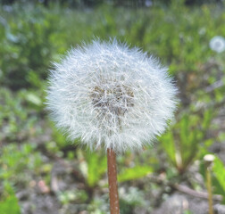 dandelion in the grass