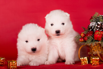 Christmas puppies. Samoyed puppies dogs on Christmas red background. Merry Christmas