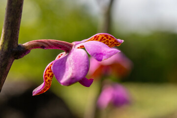 Beautiful pink and yellow orchids with a natural blurred background in Kauai, Hawaii, United States.
