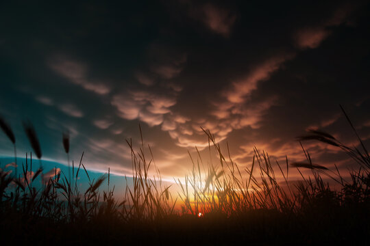 Mammatus clouds in a dramatic sunset sky. Cumulus clouds before an evening thunderstorm.