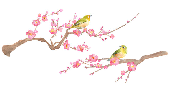 早春の花：梅の花とメジロの水彩イラスト。紅梅と小鳥。日本文化。
