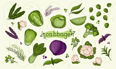 Set different Cabbage vector illustration. Design for kale day, healthy food, health day, recipes.