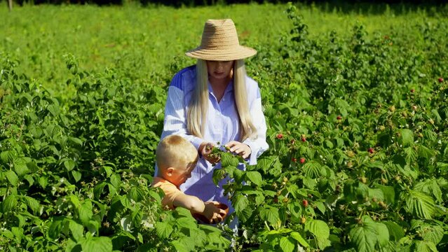 The boy helps his mother pick raspberries from the bushes. Hard work between a woman and a child under the bright sun. High quality 4k footage