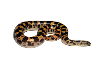 Sand boa snake closeup on isolated background, Sand boa snake closeup