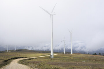 Fototapeta premium Solitary tree in wind farm - Isolated in the wind farm of Galicia, a solitary tree becomes a focal point, shot with the Sony RX100.