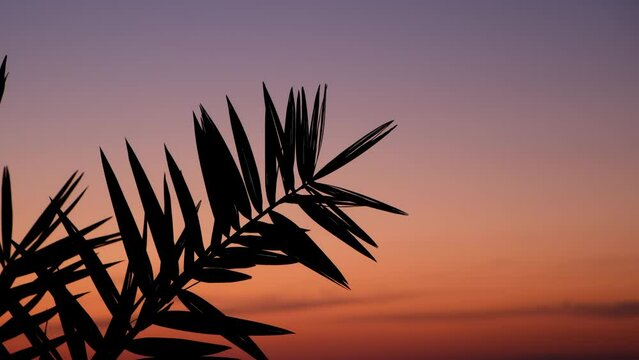 Background with sunset colorful purple red sky and palm tree silhouette. Travel, tourism, vacation, journey, trip. Paradise, tropical resort, place of dream, environment on seashore. Idyllic coast.