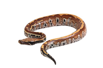 Blood python closeup on isolated background, blood python on white background