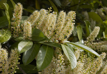 Fleurs de laurier palme