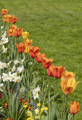 Massif de tulipes orangées et narcisses blancs © hcast