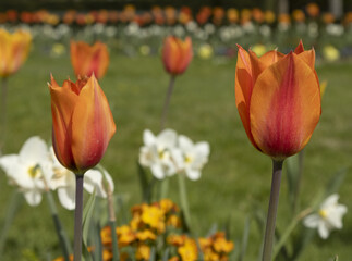 Massif de tulipes orangées et narcisses blancs