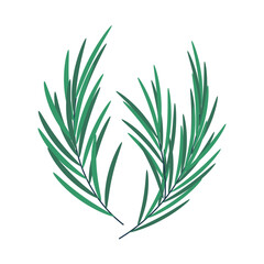 Set of Christmas tree branch. Winter holiday elements.