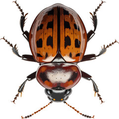 Beetle insect clip art