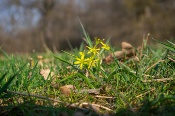 Gagea lutea wild springtime flowering plant, group of yellow star-of-Bethlehem flowers in bloom