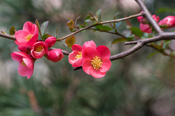 Fototapeta premium Chaenomeles japonica japanese maules quince flowering shrub, beautiful pink flowers in bloom on springtime branches