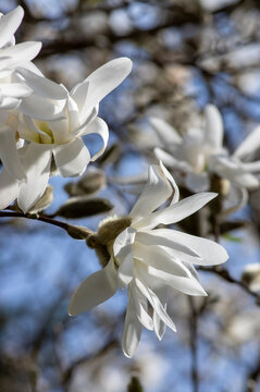 Star Magnolia stellata early spring flowering shrub, flowers with bright white tepals on branches in bloom