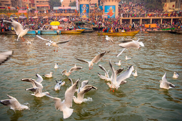 Seagulls feeding, Ganga River Ganges, Varanasi, Banaras, Benaras, Kashi, Uttar Pradesh, India