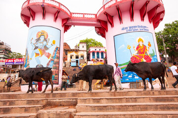 Cattle on Ganga ghat, Varanasi, Banaras, Benaras, Kashi, Uttar Pradesh, India - obrazy, fototapety, plakaty