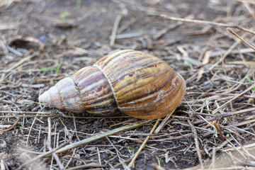 Snail crawling on the ground in the garden. Shallow depth of field.