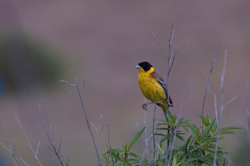 Black-headed Bunting, Emberiza melanocephala