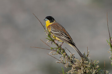 Black-headed Bunting, Emberiza melanocephala