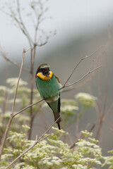 European Bee-eater, Merops apiaster